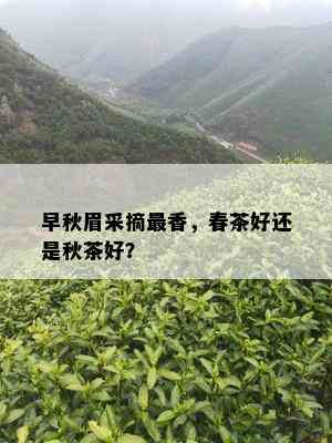 早秋眉采摘最香，春茶好还是秋茶好？