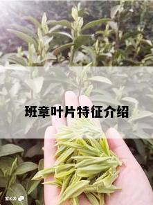 班章叶片特征介绍