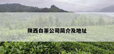 陕西白茶公司简介及地址