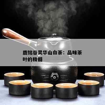 鹿铭谷灵华山白茶：品味茶叶的精髓