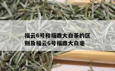 福云6号和福鼎大白茶的区别及福云6号福鼎大白毫