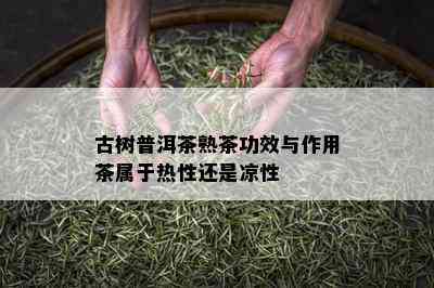 古树普洱茶熟茶功效与作用茶属于热性还是凉性