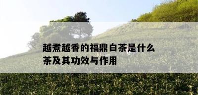 越煮越香的福鼎白茶是什么茶及其功效与作用