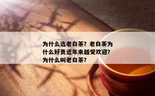 为什么选老白茶？老白茶为什么好贵近年来越受欢迎？为什么叫老白茶？