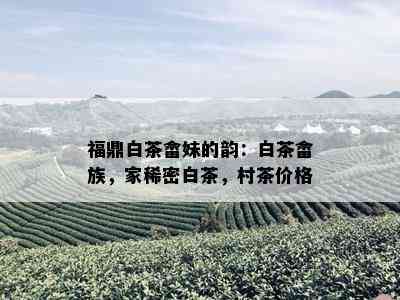 福鼎白茶畲妹的韵：白茶畲族，家稀密白茶，村茶价格