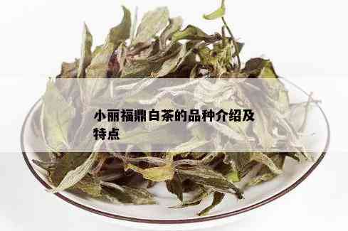 小丽福鼎白茶的品种介绍及特点