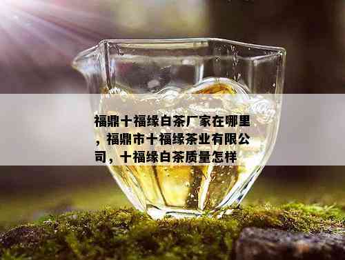 福鼎十福缘白茶厂家在哪里，福鼎市十福缘茶业有限公司，十福缘白茶质量怎样