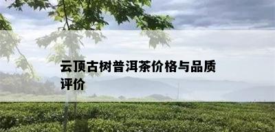 云顶古树普洱茶价格与品质评价