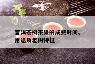 普洱茶树茶果的成熟时间、用途及老树特征