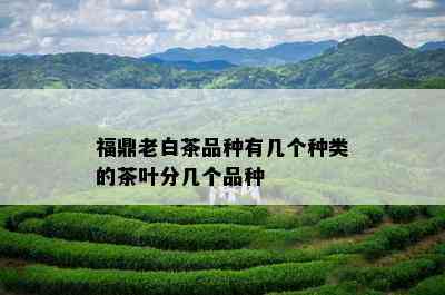 福鼎老白茶品种有几个种类的茶叶分几个品种