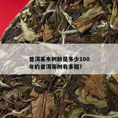 普洱茶木树龄是多少100年的普洱茶树有多粗？