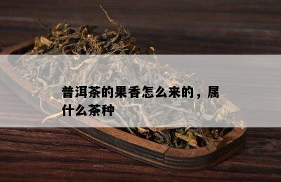 普洱茶的果香怎么来的，属什么茶种