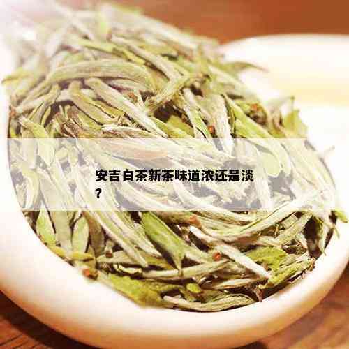 安吉白茶新茶味道浓还是淡?