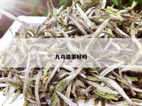 九乌眉茶好吗