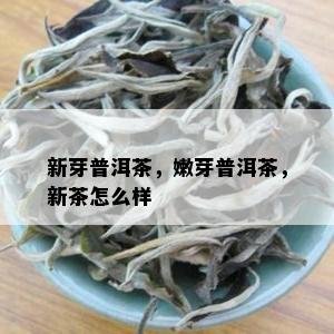 新芽普洱茶，嫩芽普洱茶，新茶怎么样