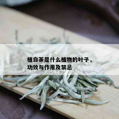 植白茶是什么植物的叶子，功效与作用及禁忌