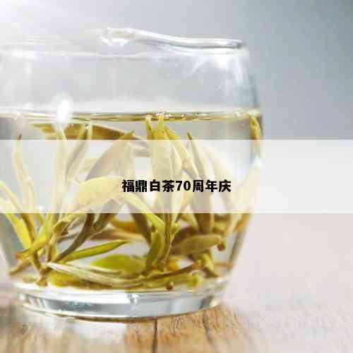 福鼎白茶70周年庆