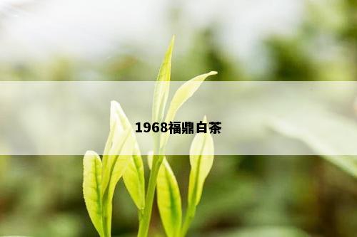 1968福鼎白茶