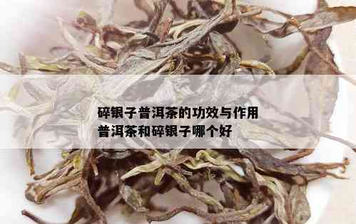 碎银子普洱茶的功效与作用普洱茶和碎银子哪个好