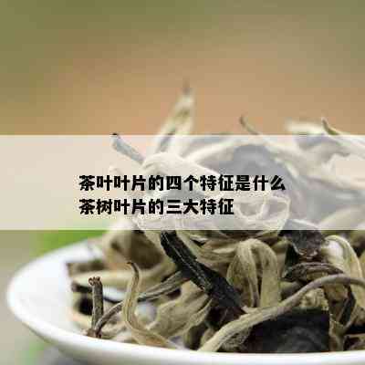 茶叶叶片的四个特征是什么茶树叶片的三大特征