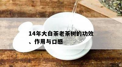 14年大白茶老茶树的功效、作用与口感