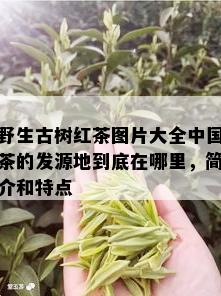 野生古树红茶图片大全中国茶的发源地到底在哪里，简介和特点