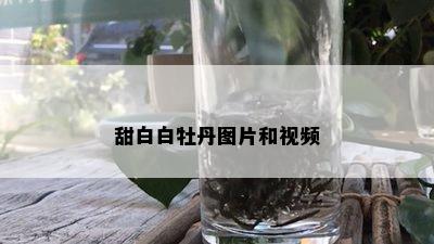 甜白白牡丹图片和视频