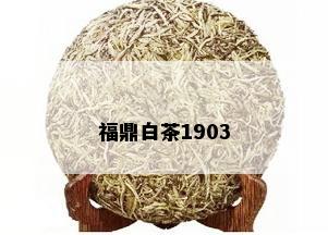 福鼎白茶1903