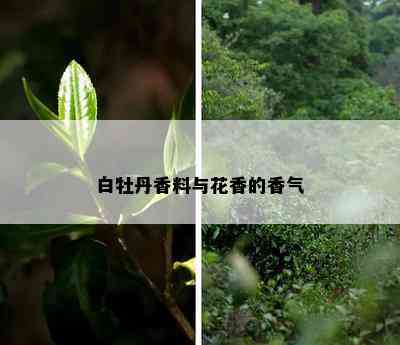 白牡丹香料与花香的香气