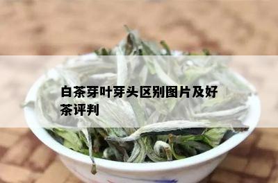 白茶芽叶芽头区别图片及好茶评判