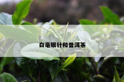 白毫银针和普洱茶