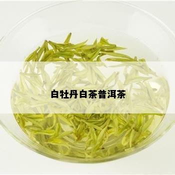 白牡丹白茶普洱茶