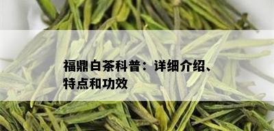 福鼎白茶科普：详细介绍、特点和功效