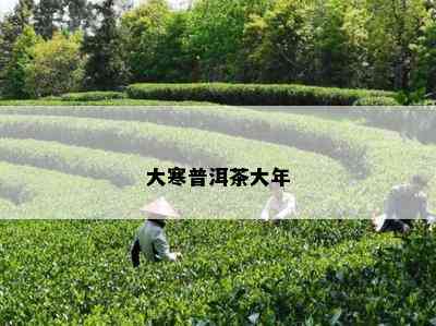 大寒普洱茶大年