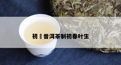 初叚普洱茶制初春叶生