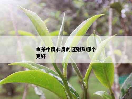 白茶中眉和眉的区别及哪个更好