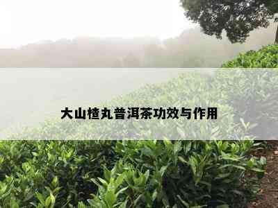 大山楂丸普洱茶功效与作用