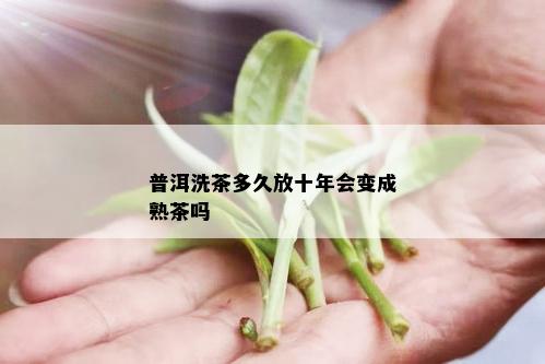 普洱洗茶多久放十年会变成熟茶吗