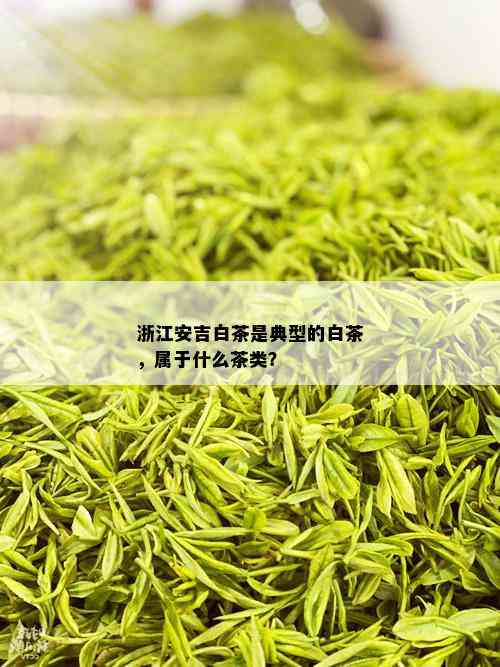 浙江安吉白茶是典型的白茶，属于什么茶类？