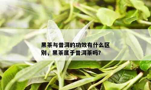 黑茶与普洱的功效有什么区别，黑茶属于普洱茶吗？