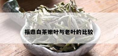 福鼎白茶嫩叶与老叶的比较