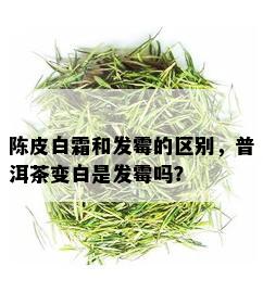 陈皮白霜和发霉的区别，普洱茶变白是发霉吗？