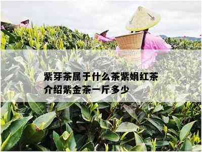 紫芽茶属于什么茶紫娟红茶介绍紫金茶一斤多少