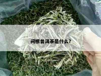 问根普洱茶是什么？