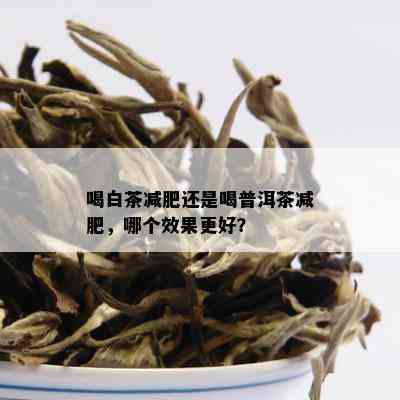 喝白茶减肥还是喝普洱茶减肥，哪个效果更好？