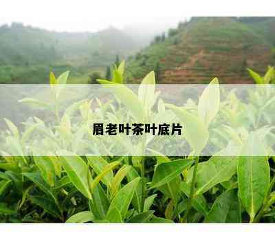 眉老叶茶叶底片