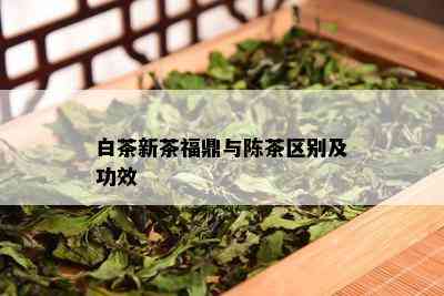 白茶新茶福鼎与陈茶区别及功效