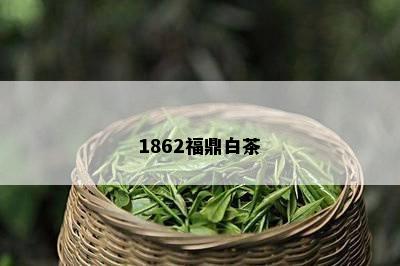 1862福鼎白茶