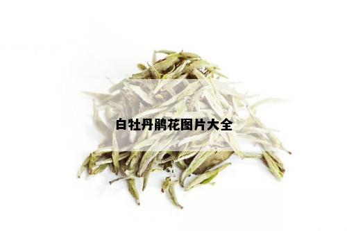 白牡丹鹃花图片大全