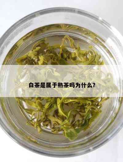 白茶是属于熟茶吗为什么？